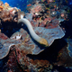 Olive sea snakes are among the largest marine snake species and prefer coral-reef areas.